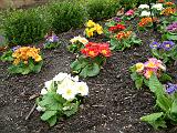 Polyanthus bed_2